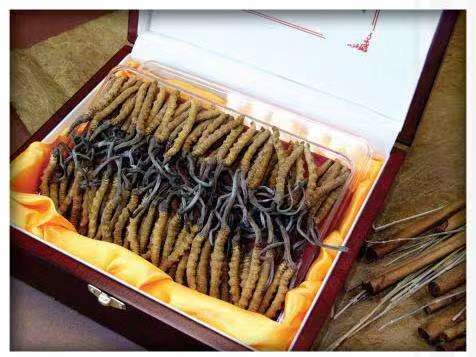 新村镇冬虫夏草回收